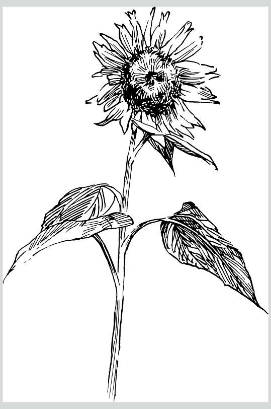 素描画册太阳花植物手绘线稿矢量素材