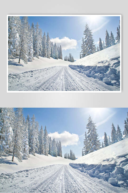 白色雪路高耸松树自然雪景风景图片