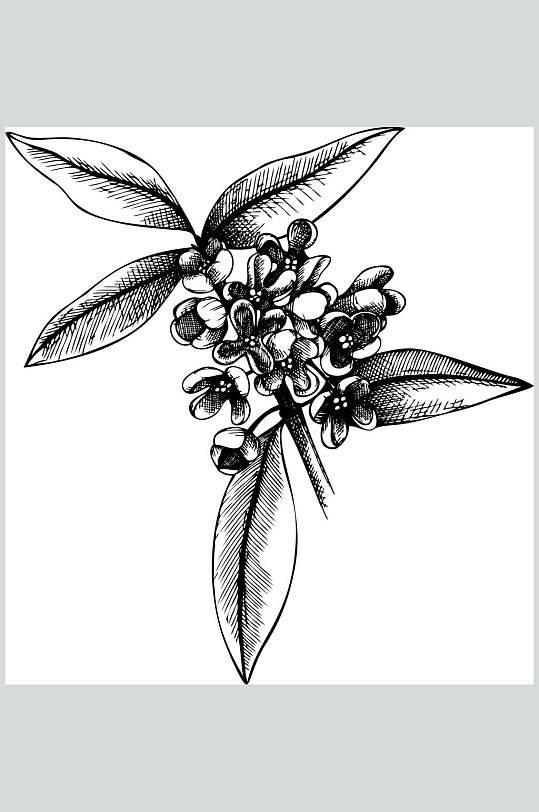 茶桂花植物手绘线稿矢量素材