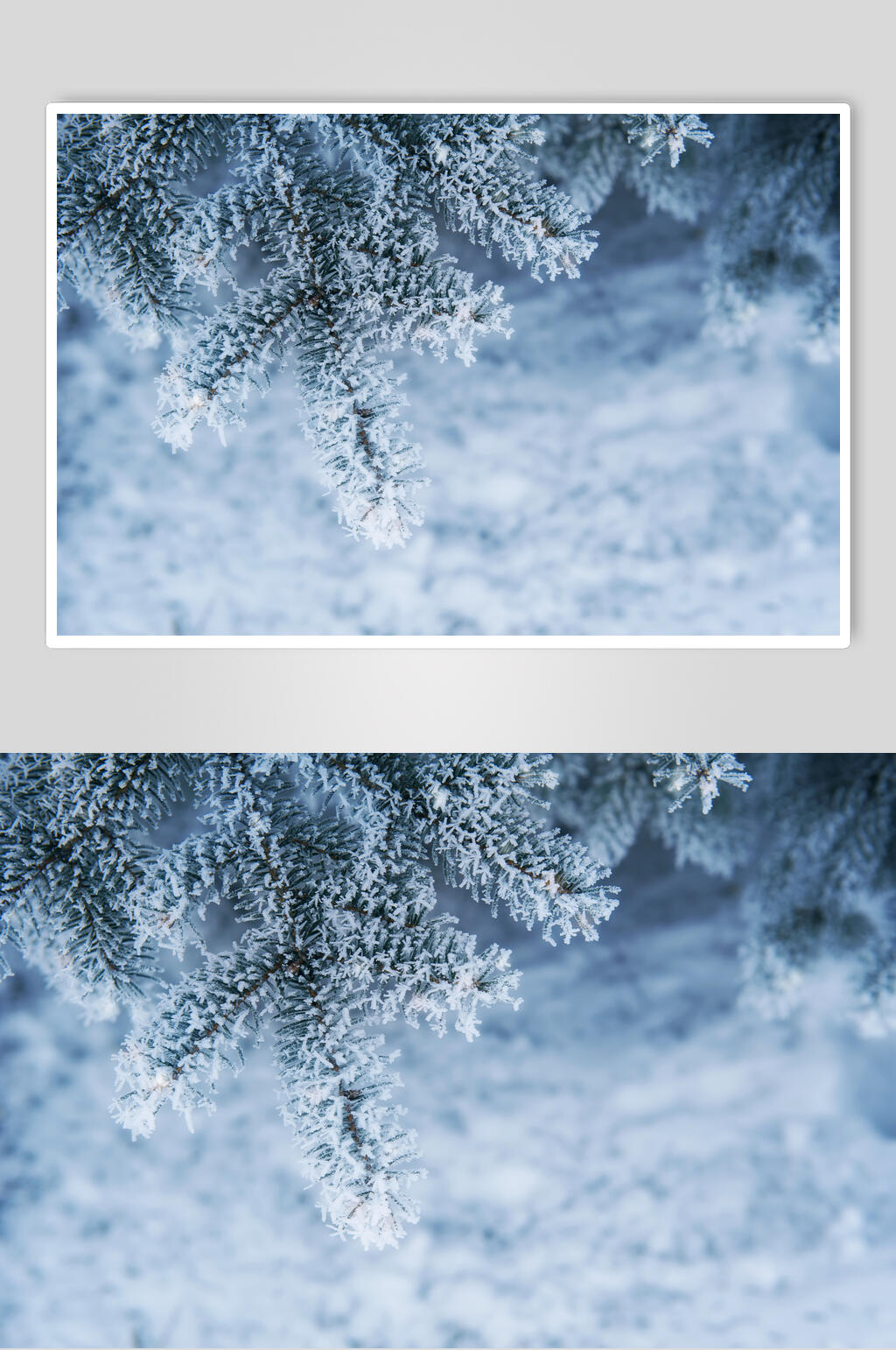 植物结霜冬季雪景高清图片素材