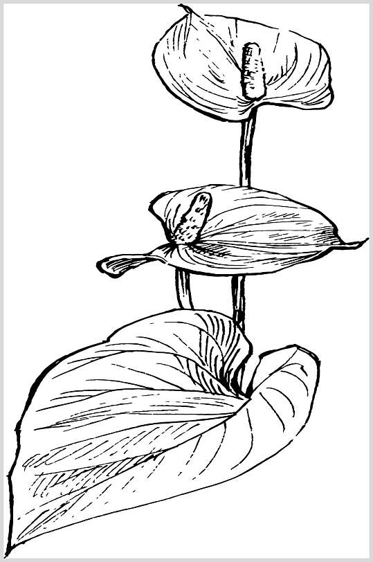 时尚马蹄莲花烛植物手绘线稿矢量素材