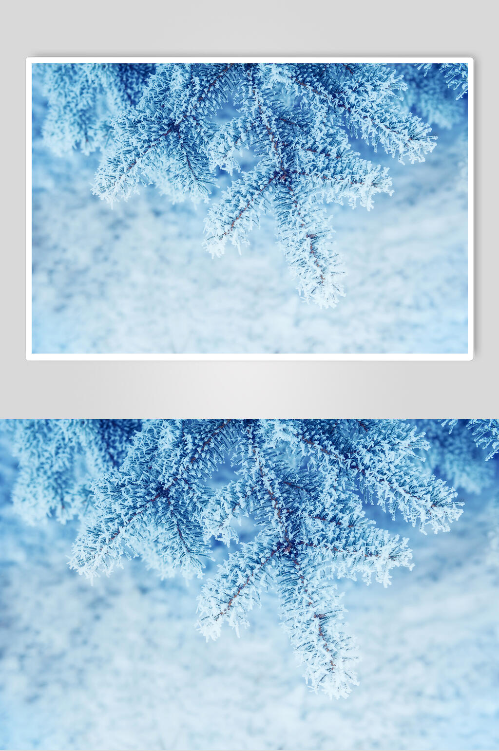 雪花植物冬季雪景高清图片素材
