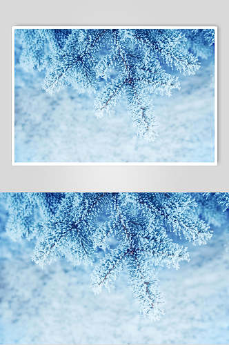 雪花植物冬季雪景高清图片