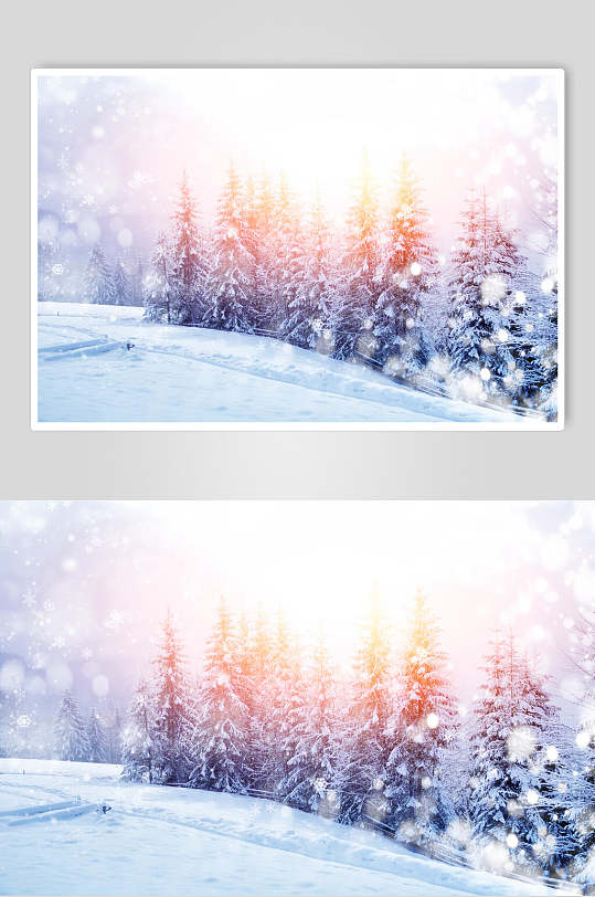 暖光松树林雪花自然雪景风景图片