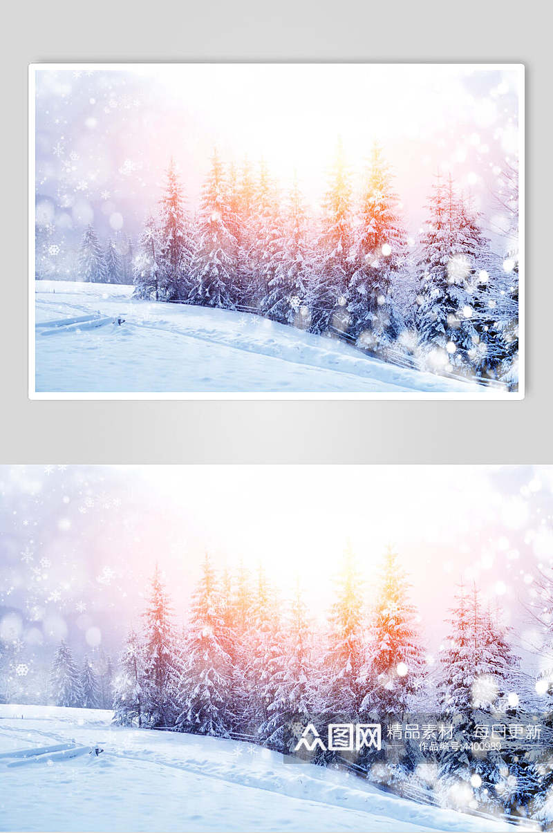 暖光松树林雪花自然雪景风景图片素材