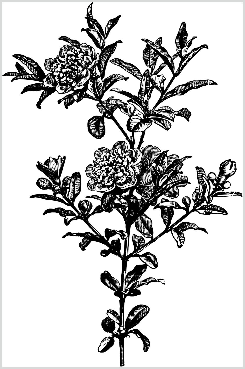 素雅黑色简约植物素描手绘矢量素材素材