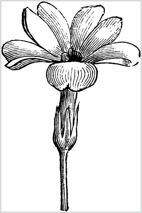 线条黑色清新植物素描手绘矢量素材