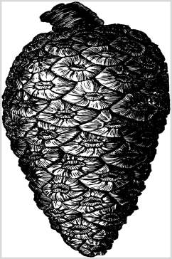 松果植物素描手绘矢量素材