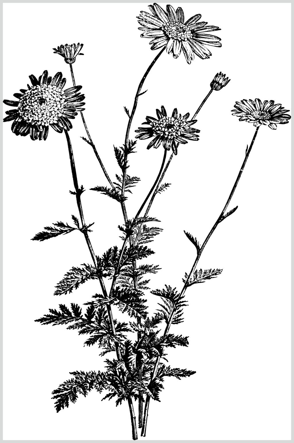叶子花朵唯美植物素描手绘矢量素材素材