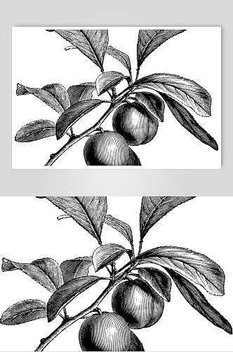 水果叶子黑色植物素描手绘矢量素材