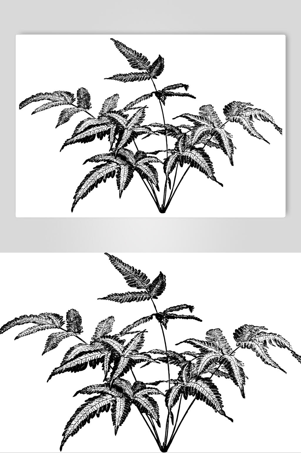 黑色时尚简约植物素描手绘矢量素材素材