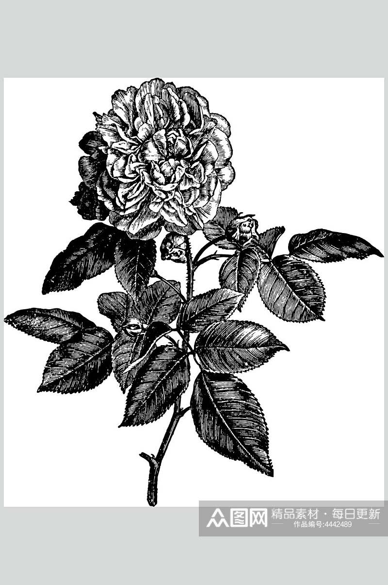 叶子花朵黑色植物素描手绘矢量素材素材