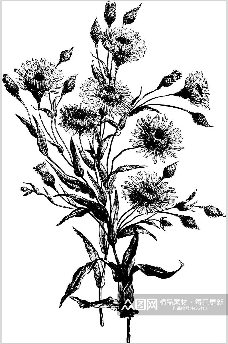 菊花植物素描手绘矢量素材素材