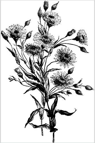 菊花植物素描手绘矢量素材