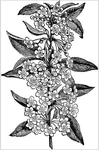 花朵简约雅致植物素描手绘矢量素材