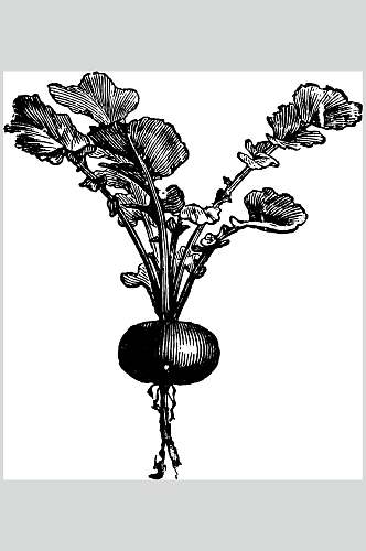 萝卜简约黑色植物素描手绘矢量素材