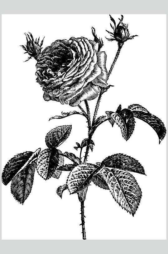 花朵黑色时尚植物素描手绘矢量素材