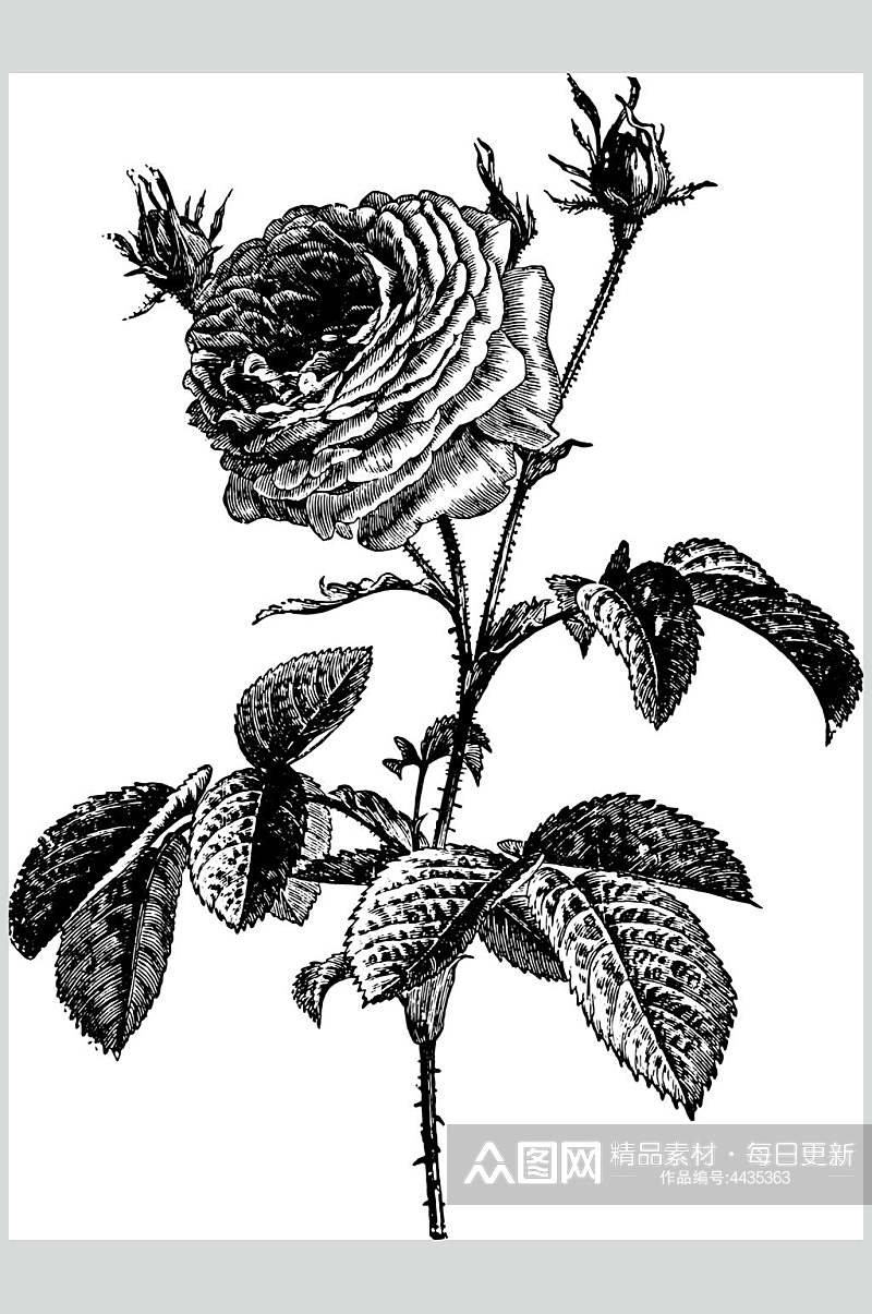 花朵黑色时尚植物素描手绘矢量素材素材
