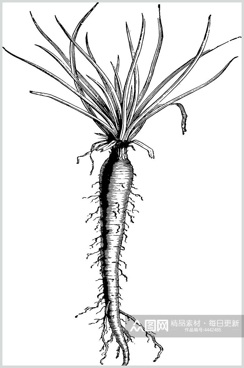 萝卜黑色简约植物素描手绘矢量素材素材