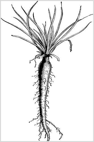 萝卜黑色简约植物素描手绘矢量素材