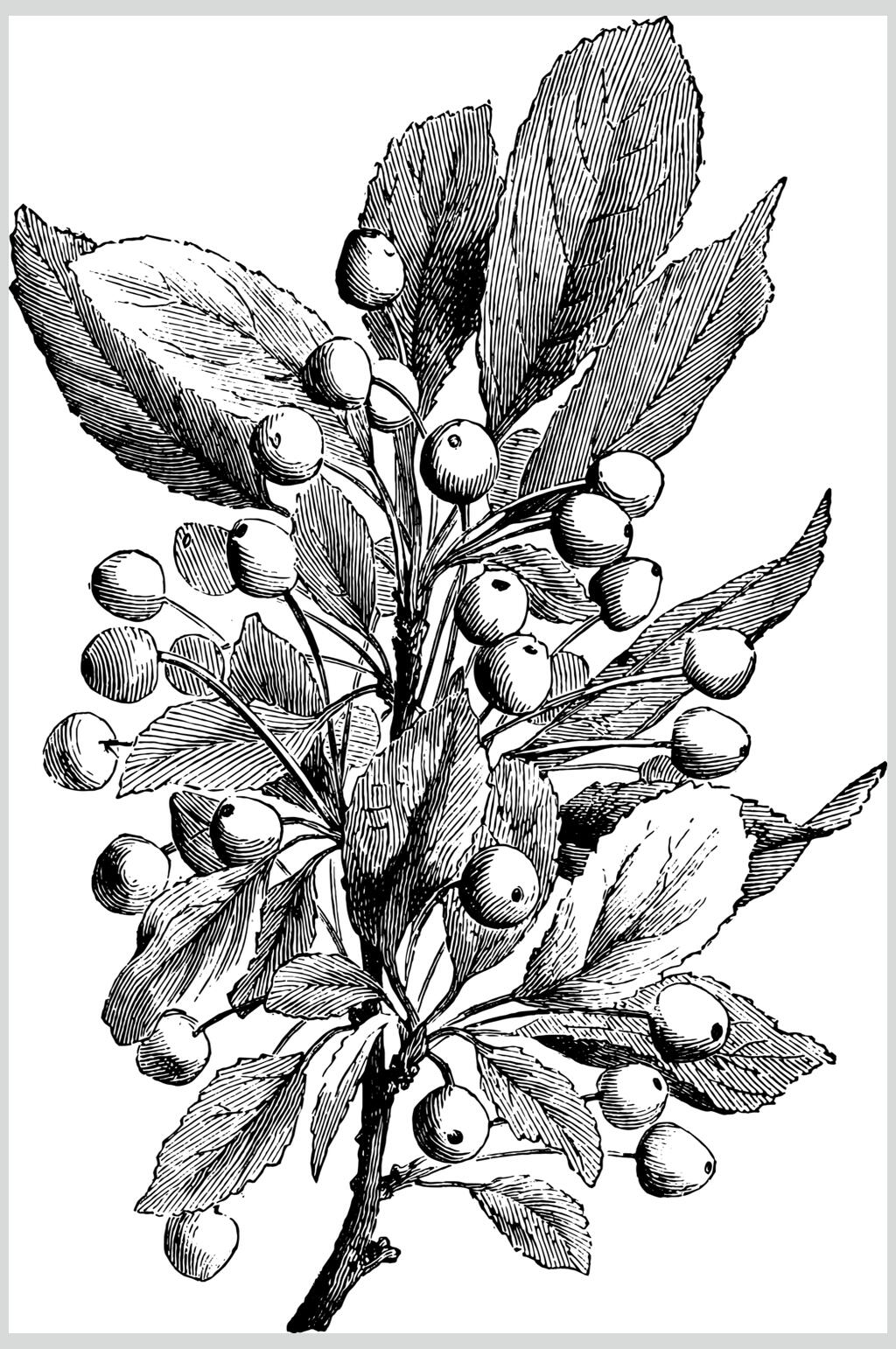 手绘创意植物素描手绘矢量素材素材