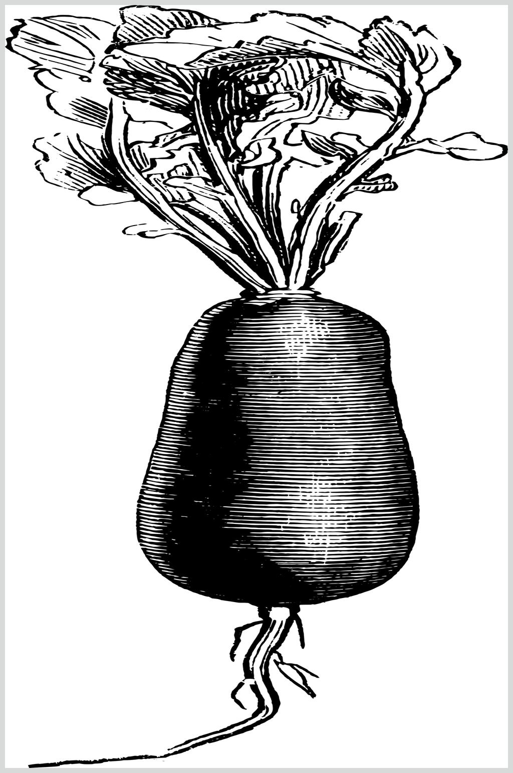 黑色简约清新植物素描手绘矢量素材素材