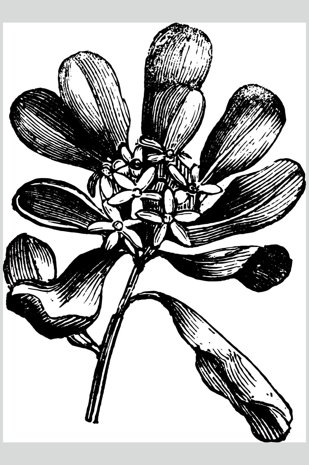 手绘简约植物素描手绘矢量素材素材