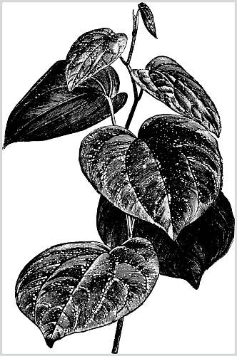 叶子黑色纹理植物素描手绘矢量素材