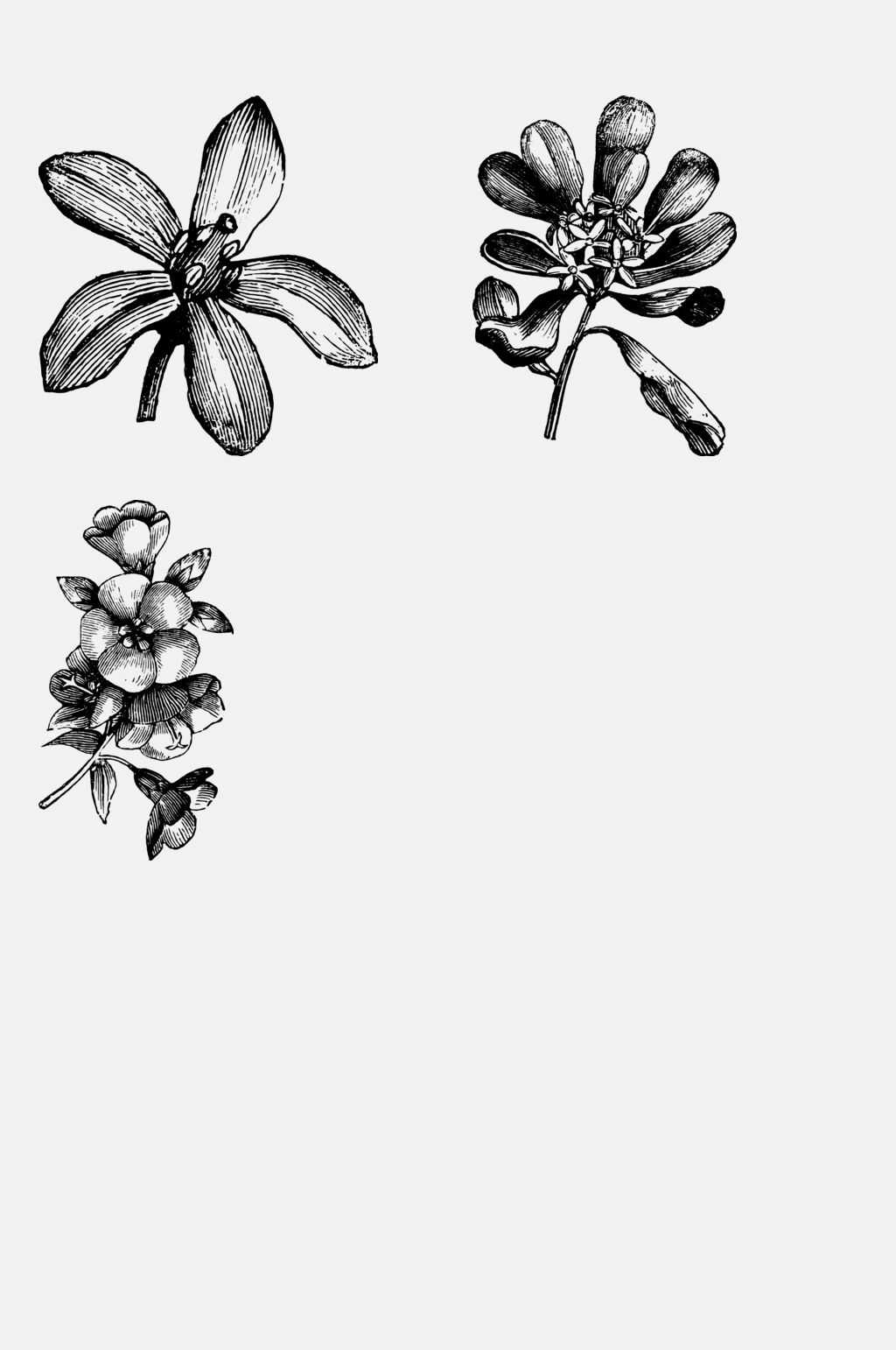 花朵复古植物插画免抠素材素材