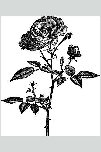 唯美花朵黑色植物素描手绘矢量素材