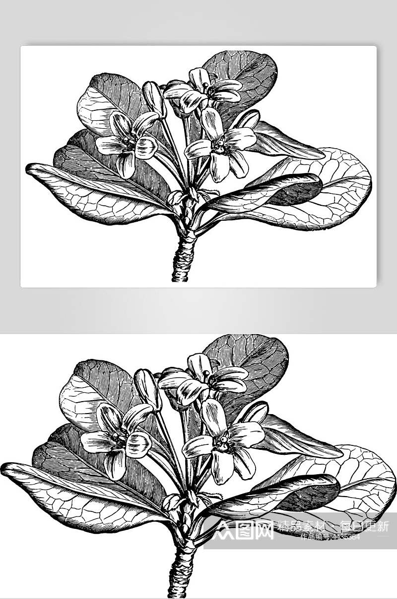 花朵黑色简约植物素描手绘矢量素材素材