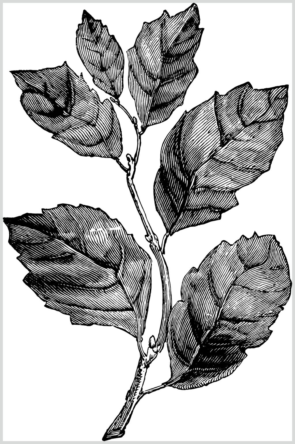 叶子植物素描手绘矢量素材素材