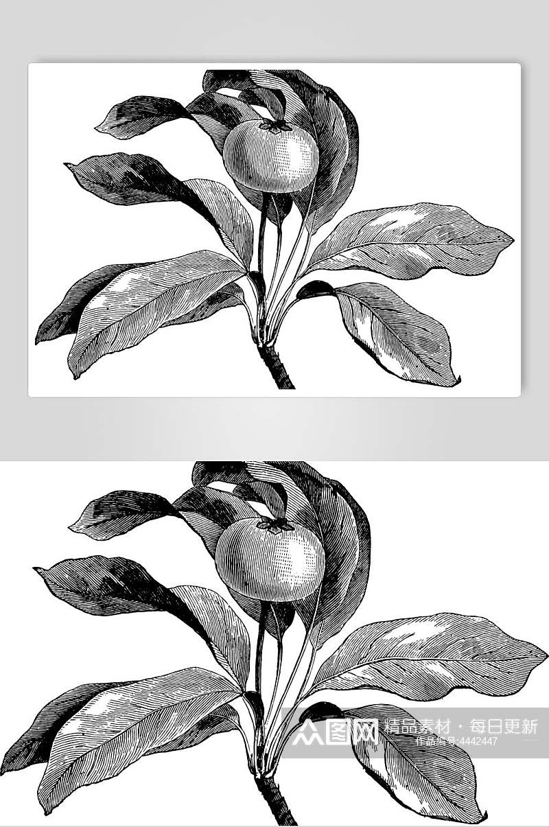 黑白植物素描手绘矢量素材素材