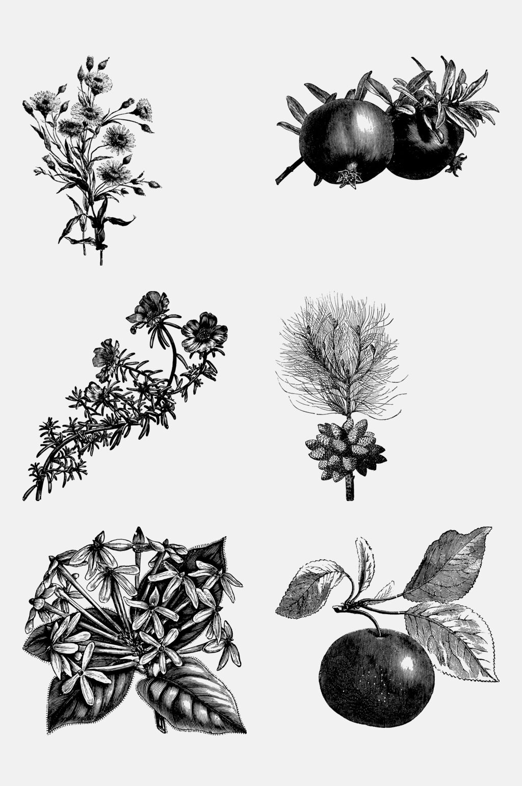 李子复古植物插画免抠素材素材