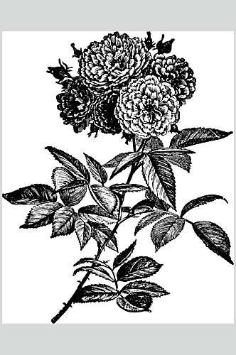 鲜花简约植物素描手绘矢量素材