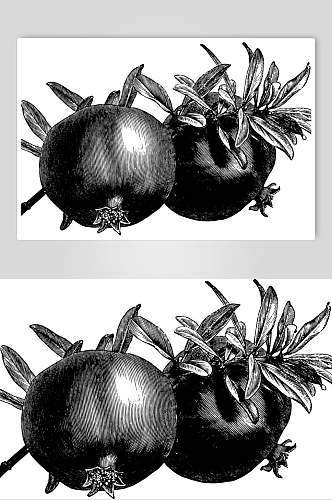 石榴简约黑色植物素描手绘矢量素材