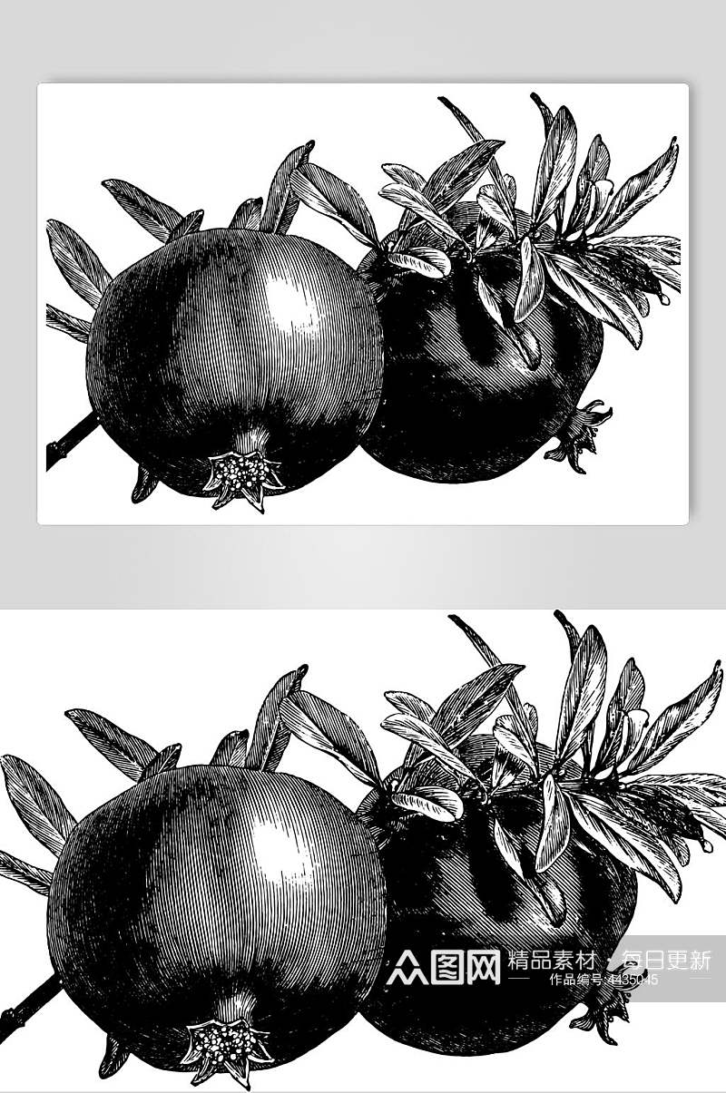 石榴简约黑色植物素描手绘矢量素材素材