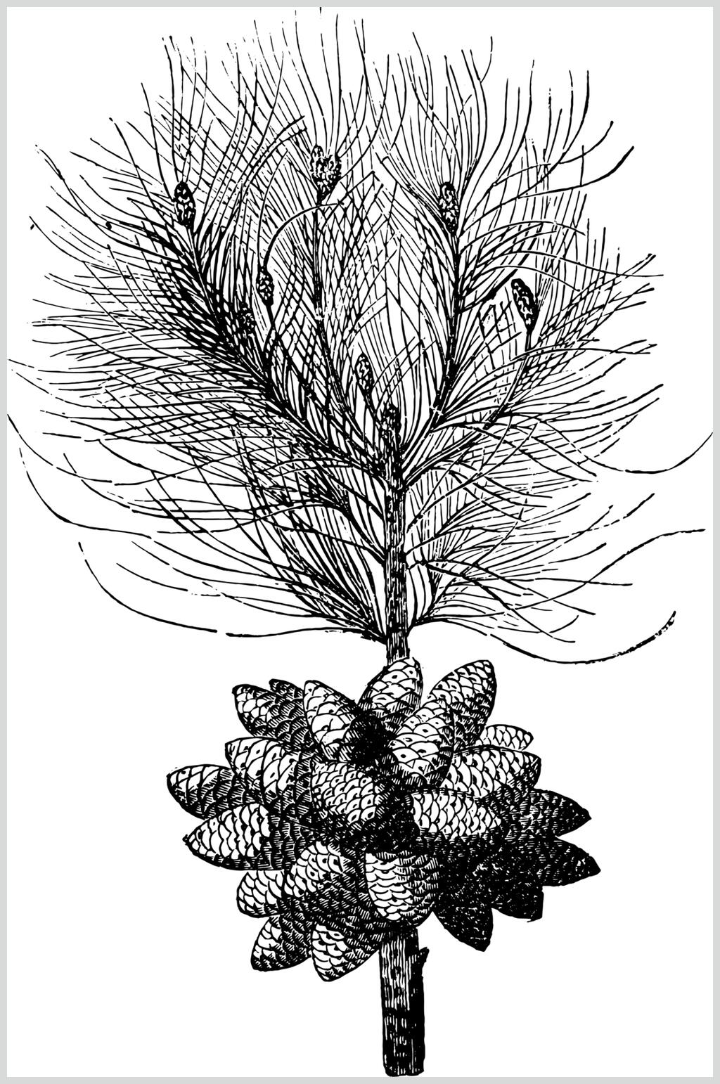 松枝植物素描手绘矢量素材素材