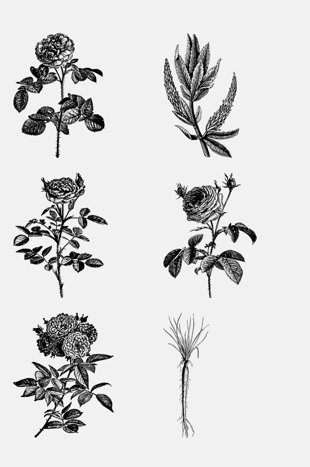 创意花朵复古植物插画免抠素材素材