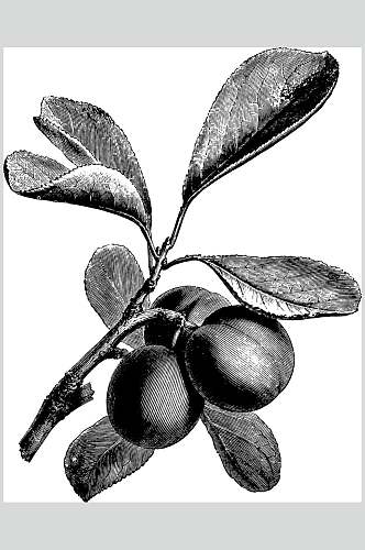 纹理水果黑色植物素描手绘矢量素材