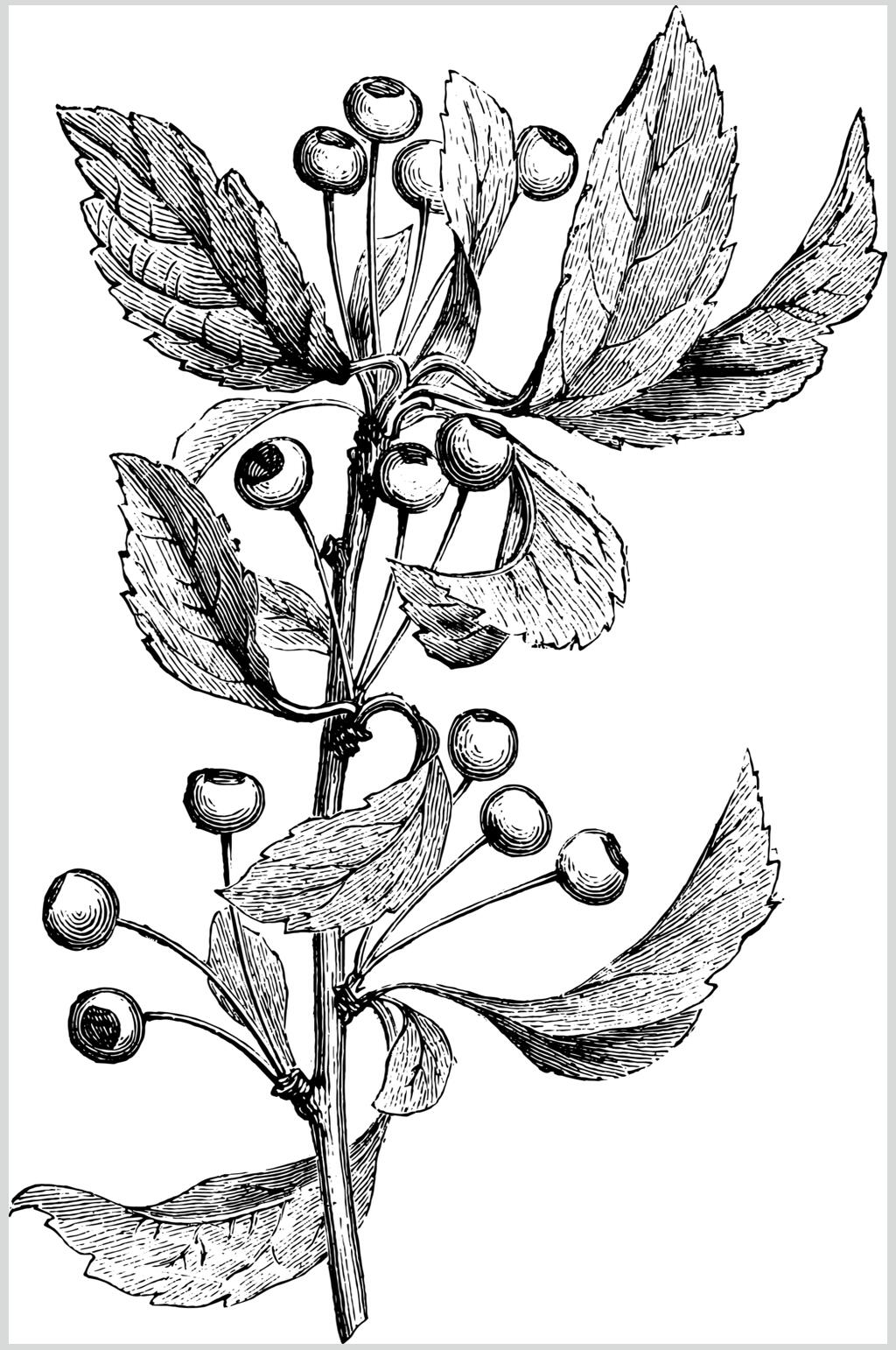 时尚简约植物素描手绘矢量素材素材