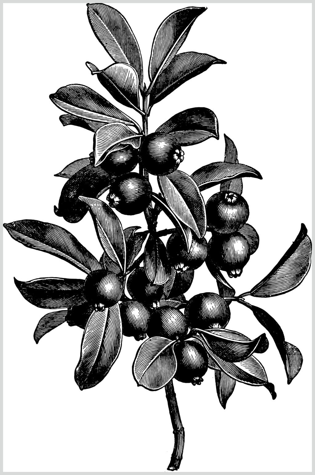 精致植物素描手绘矢量素材素材