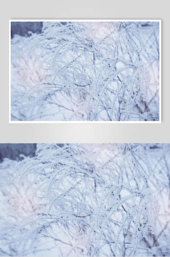 近景高清冰霜白冬季雪景摄影图