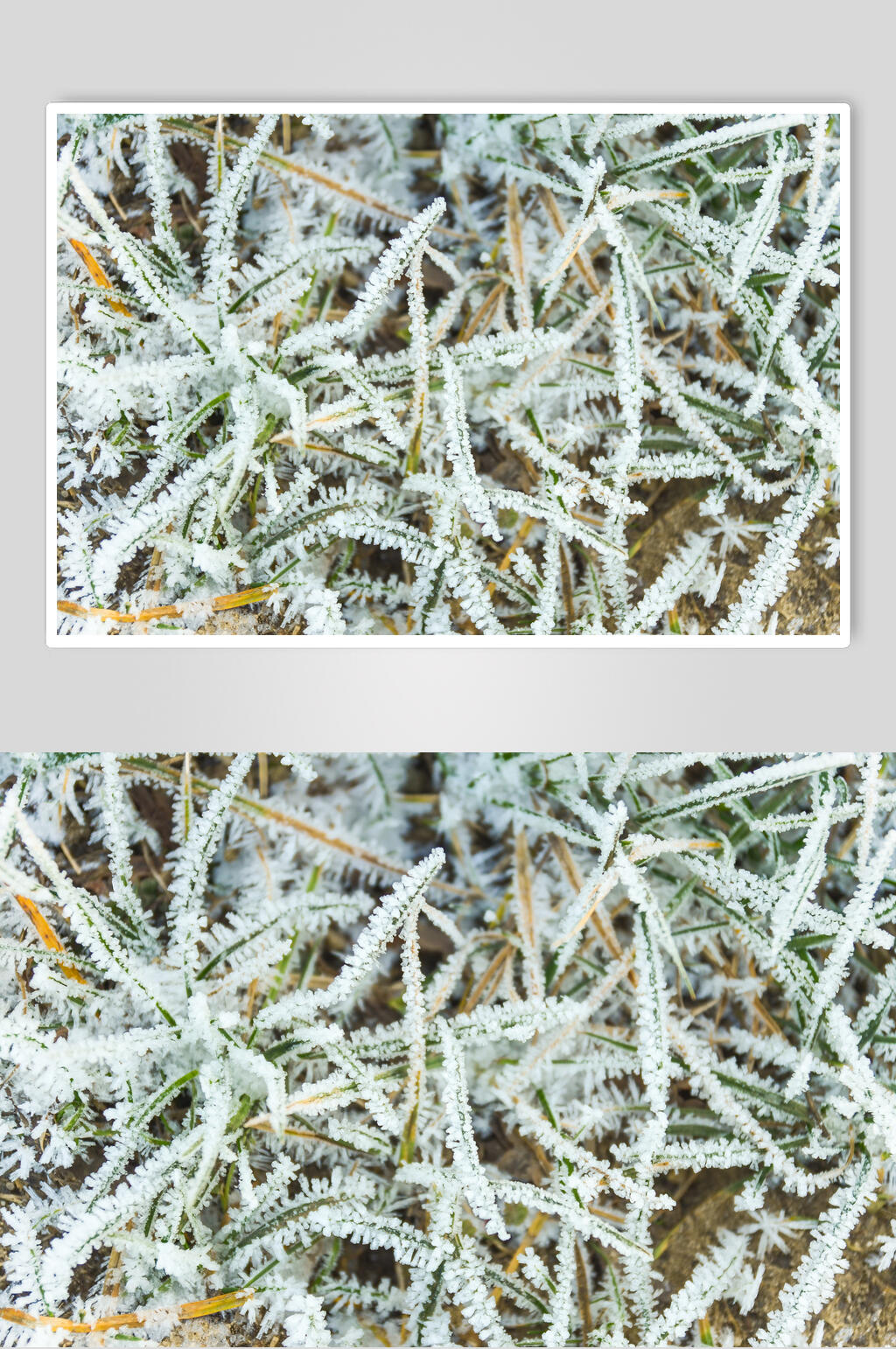 松树枝冬季雪景摄影图素材