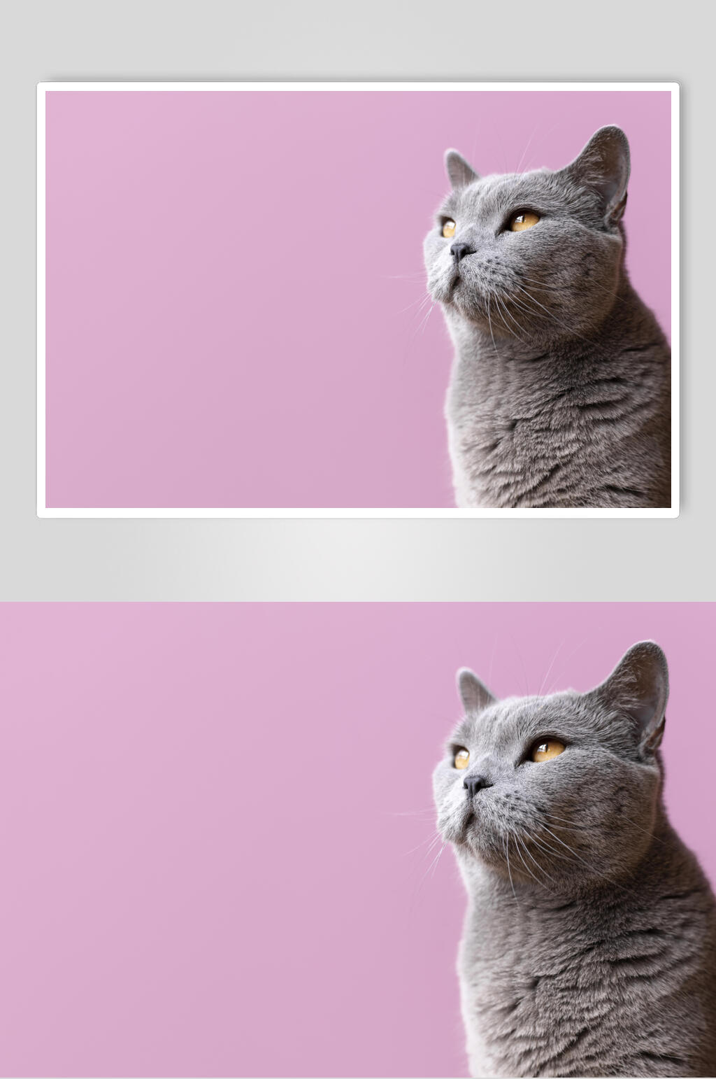 蓝猫可爱猫咪摄影图片素材