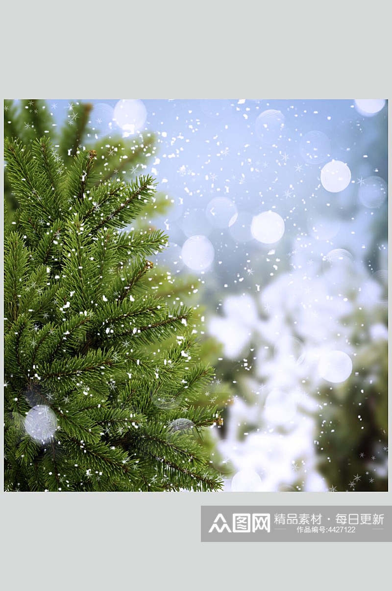 松树冬季雪景摄影图素材