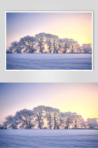 树木冬天雾凇岛风光图片