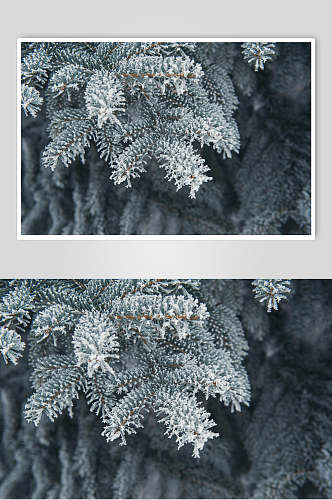 黑灰色松树冬季雪景摄影图