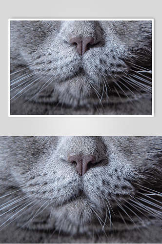 胡须可爱猫咪摄影图片
