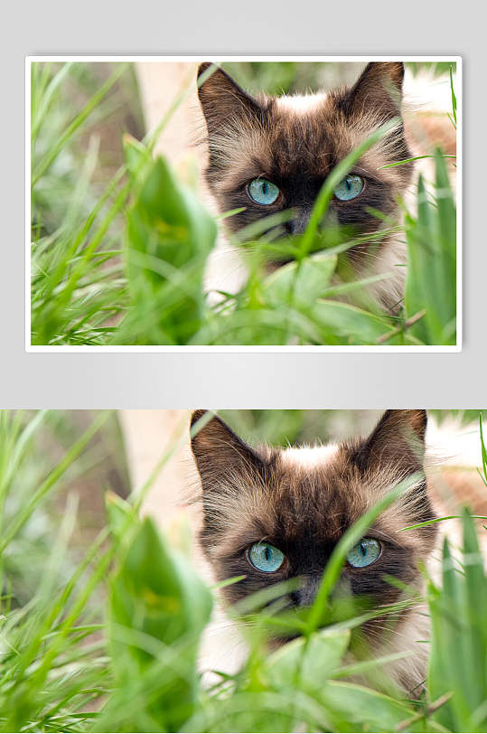 可爱草丛猫咪摄影图片